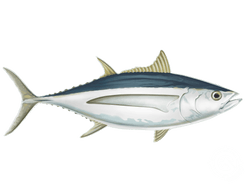 albacore tuna